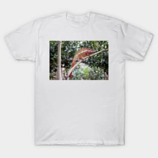 Panther chameleon, Madagascar T-Shirt